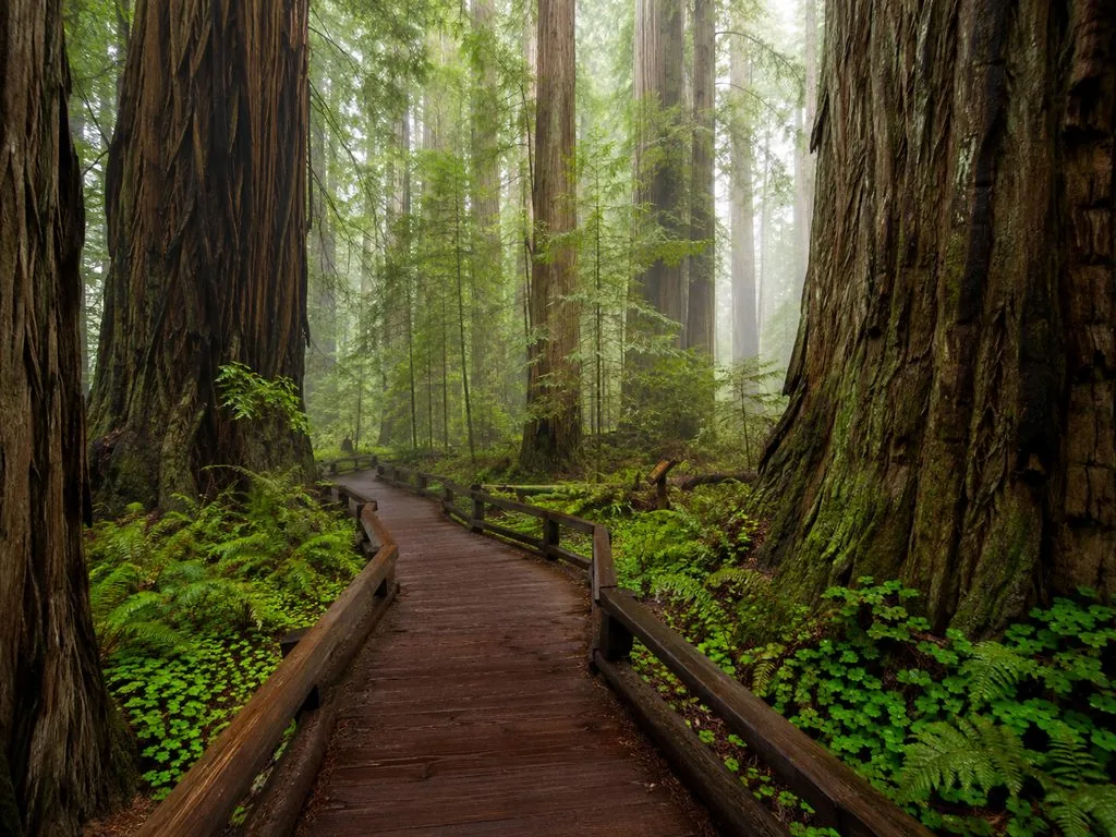 Alcatraz-Tour mit Muir Woods & Sausalito